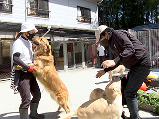 動物保護団体「おっぽの会」で大型犬とふれあう＆お願いごと
